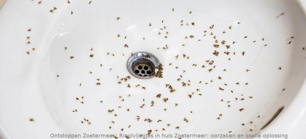 Rioolvliegjes in huis Zoetermeer: oorzaken en snelle oplossing